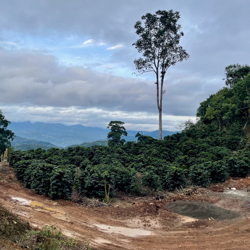 914 - Bolivia: Pedro Flores, Dry Fermented Washed
