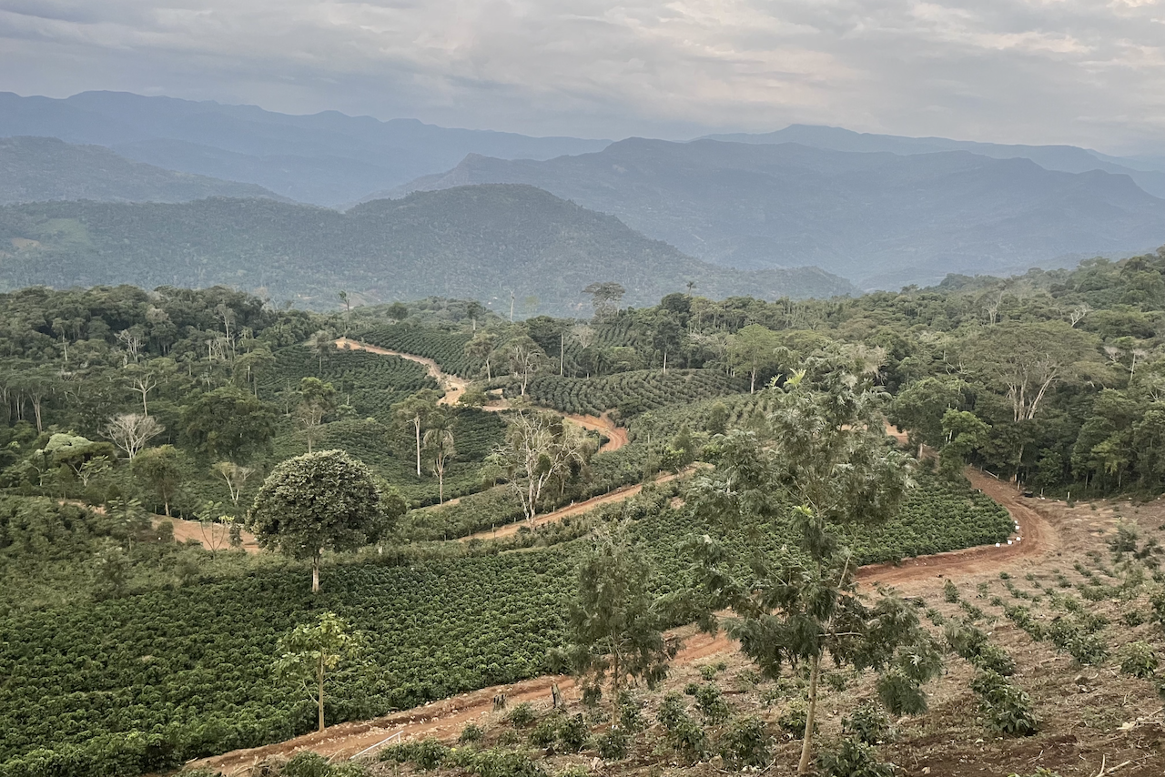 898 - Bolivia: Las Alasitas, Yellow Caturra, Washed