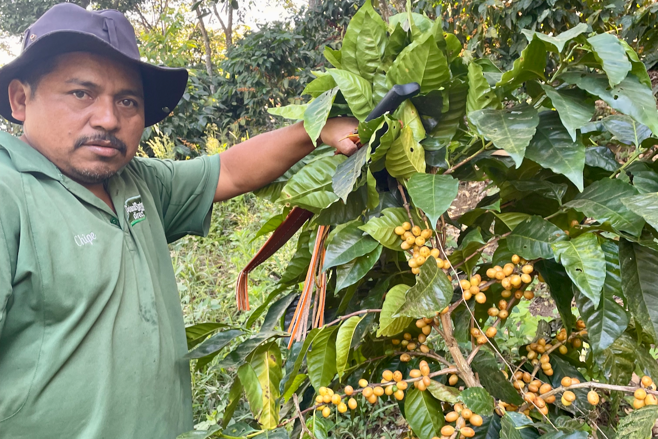 A farm worker at Finca Argentina in Ahuachapán, El Salvador, shows a yellow fruiting Yellow Pacamara coffee tree to the camera.