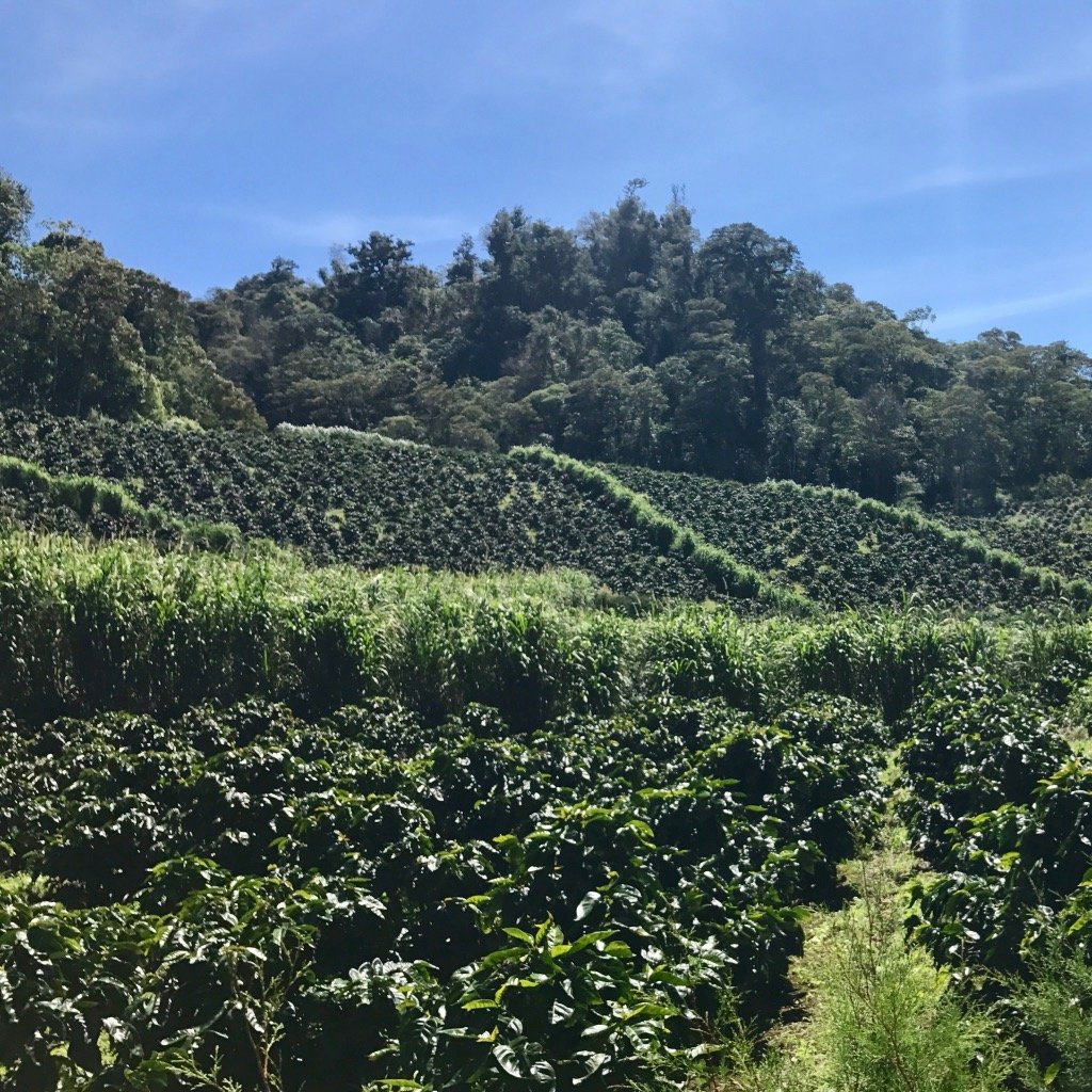 Ep. 833 Nicaragua Limoncillo Ethiosar Natural