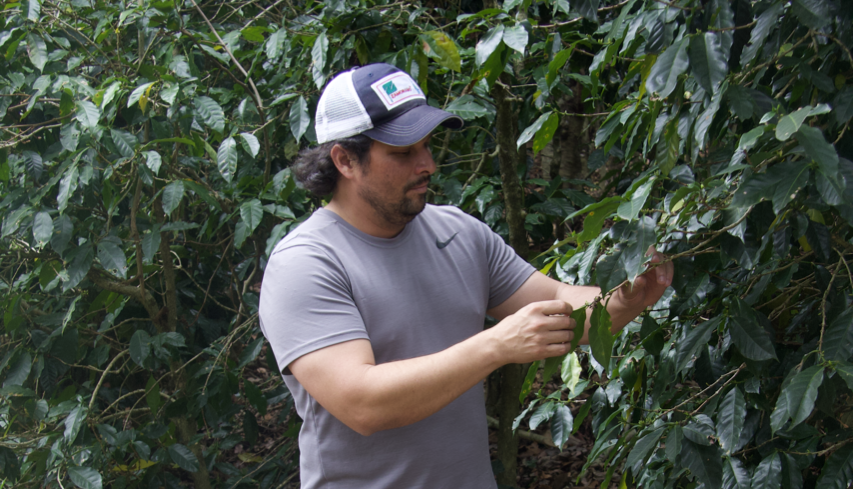 Ep. 778 Honduras Alondra Washed Caturra & Villa Sarchi February Picking