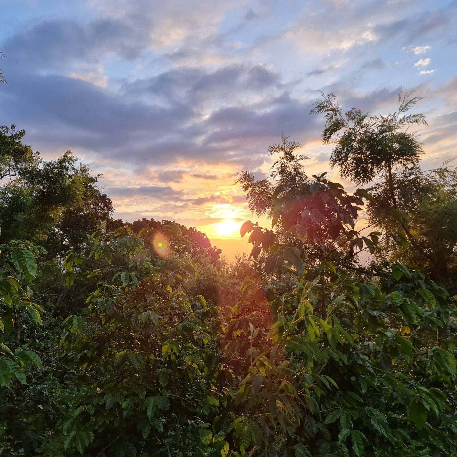 Ep. 746 Guatemala El Limon Natural Pacamara