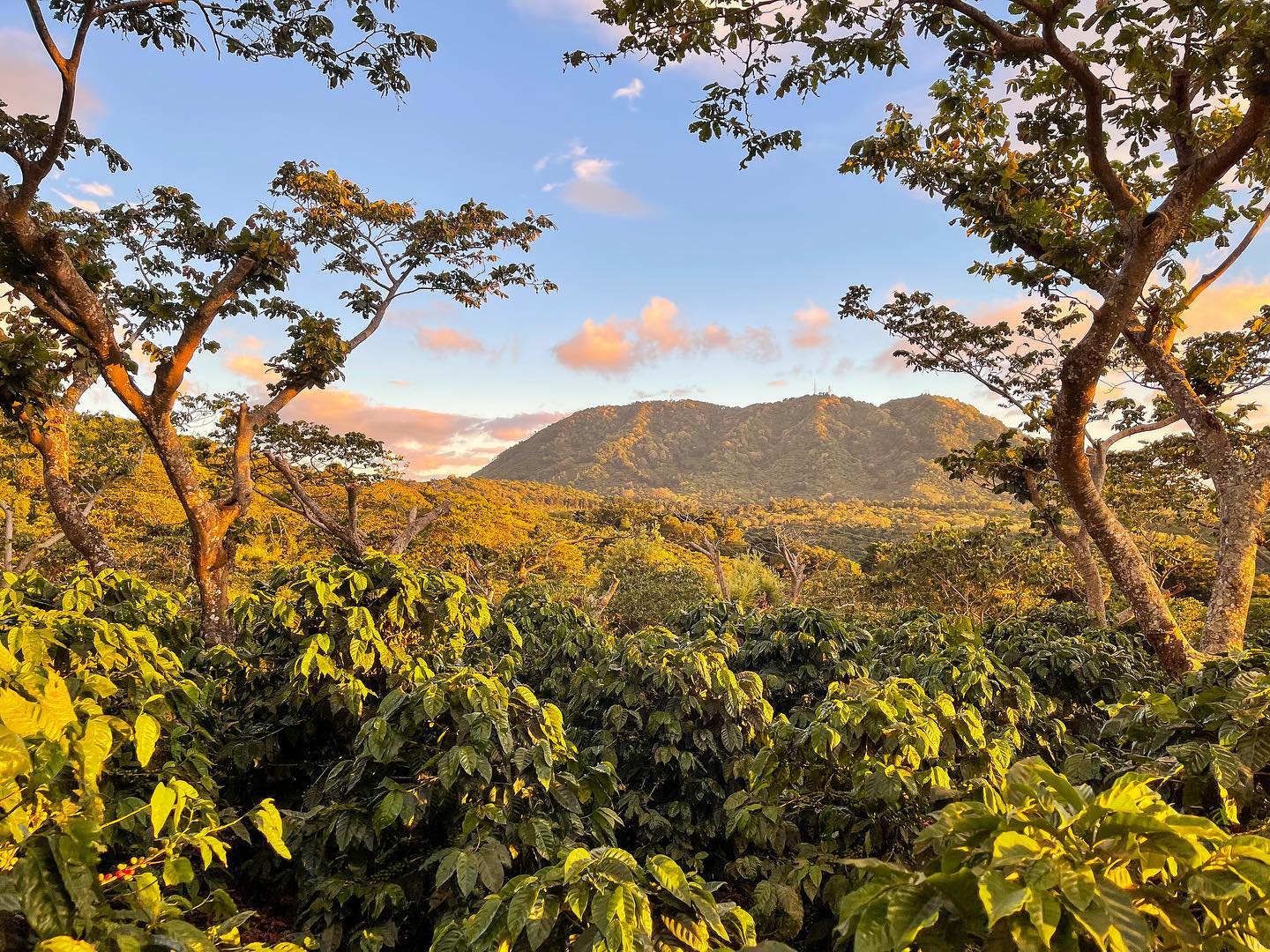 Ep. 815 El Salvador Finca La Fany Honey Icatu