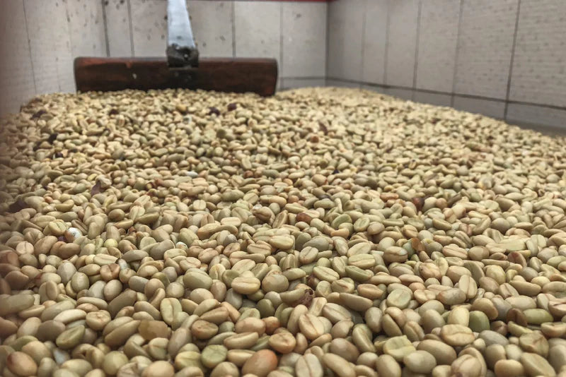 Ep. 765 Brazil Fazenda Barreiro Yellow Catuai Natural