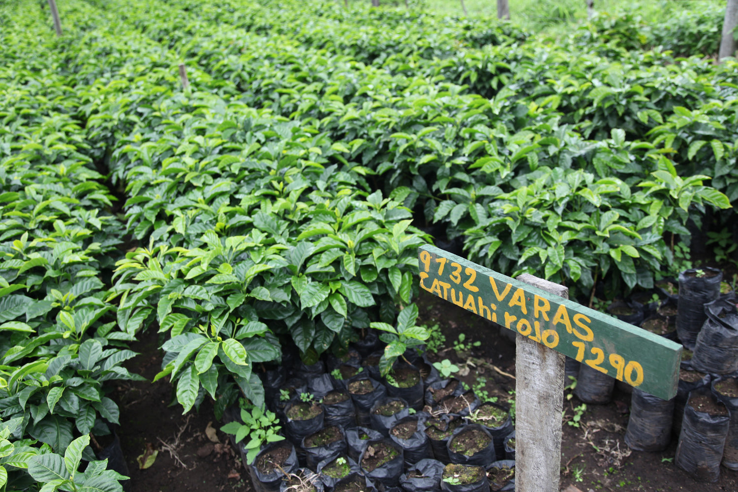Red Caturra growing at 1,290 m.a.s.l. in Nicaragua
