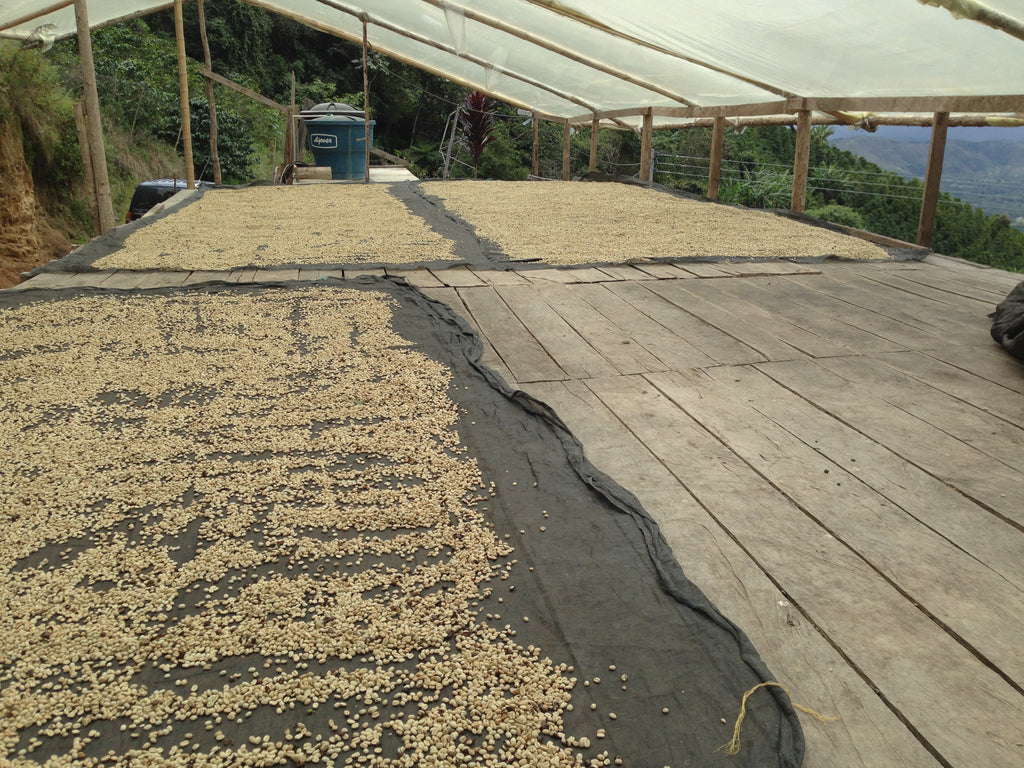 Processed coffee drying at La Chorrera in Pitalito, Colombia