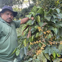 A farm worker at Finca Argentina in El Salvador shows a yellow fruiting coffee tree to the camera