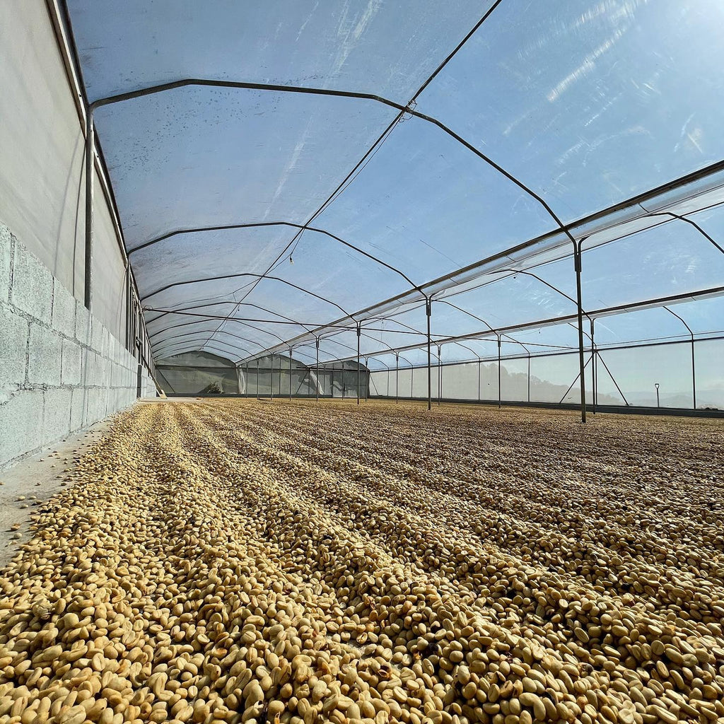 Coffee drying at the Aguilera Bros micromill in Naranjo, Costa Rica