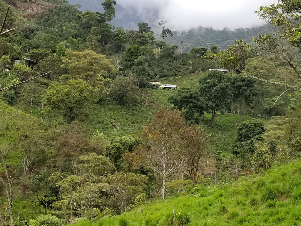 Coffee growing at El Cedro, Colasay, Jaen, Peru