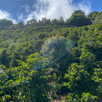Coffee growing at La Ladera farm in Tarrazu, Costa Rica.
