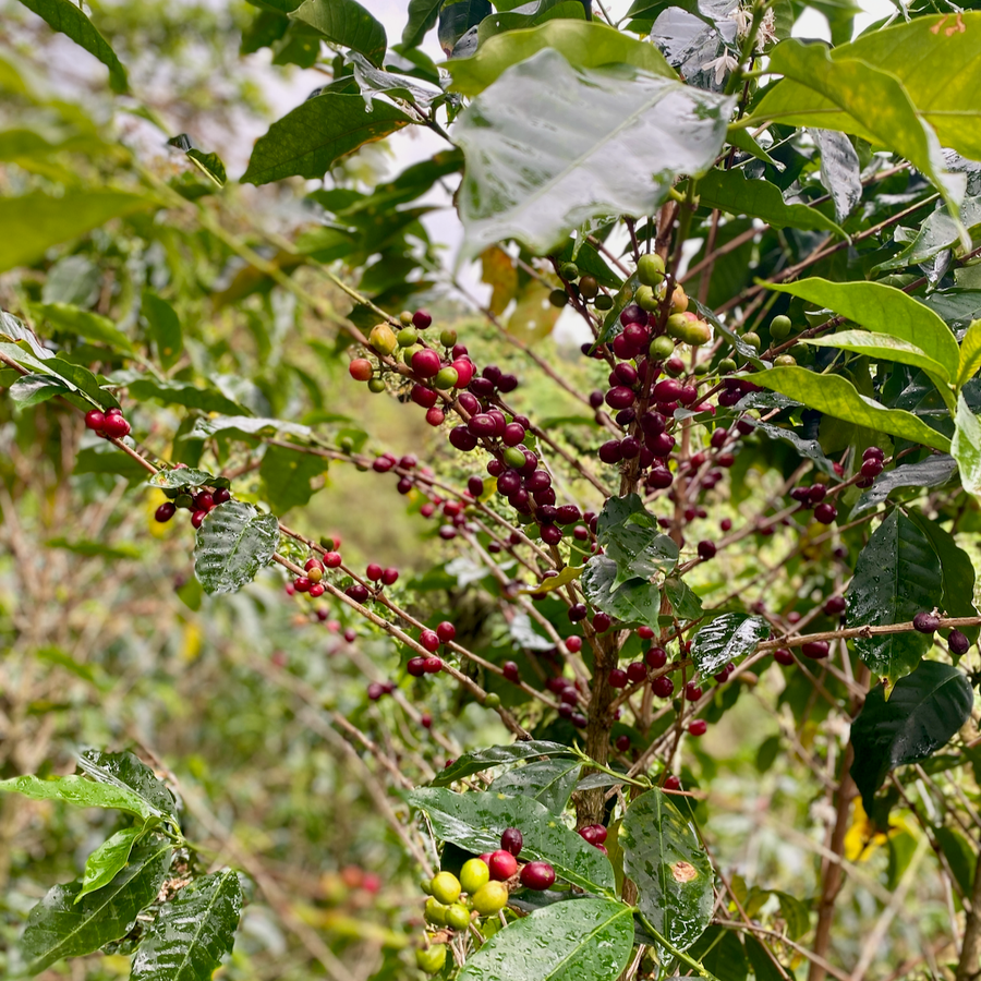 Costa Rica: ARBAR, Kenya, Honey [125g]