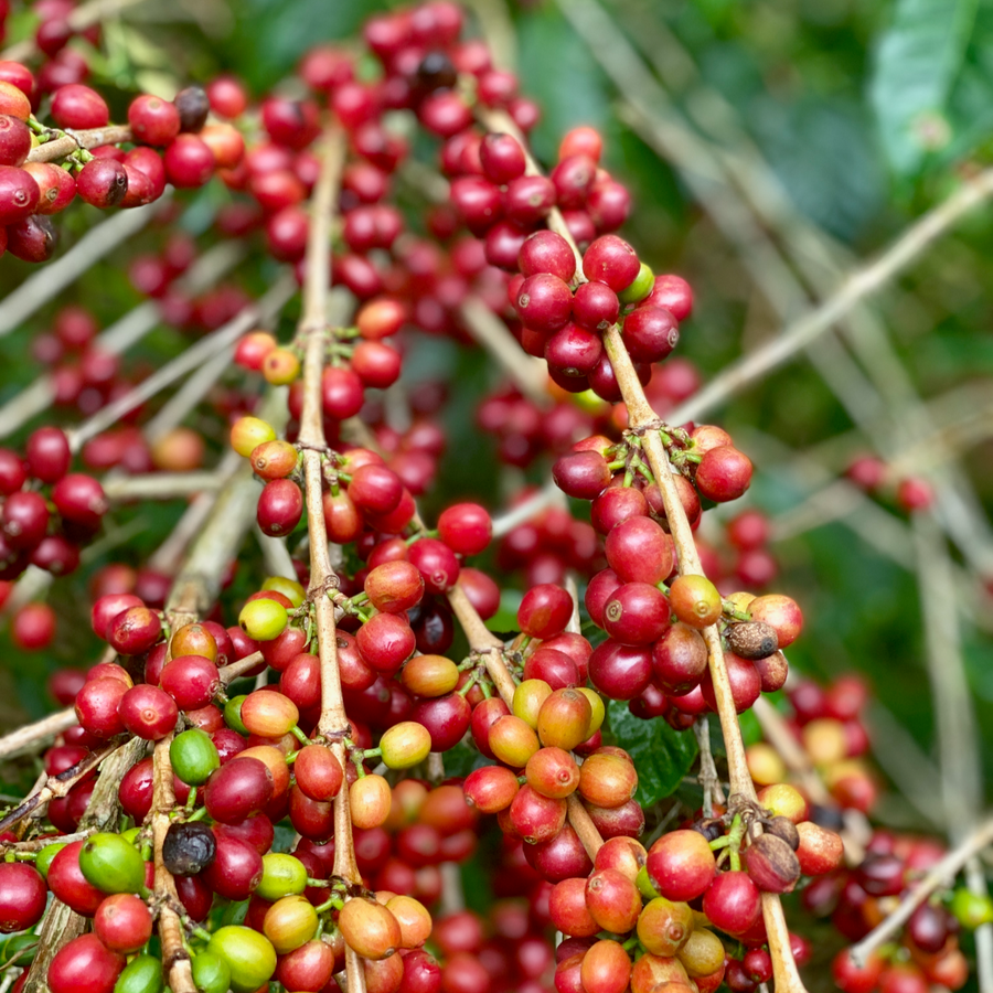 Costa Rica: ARBAR, Oasis