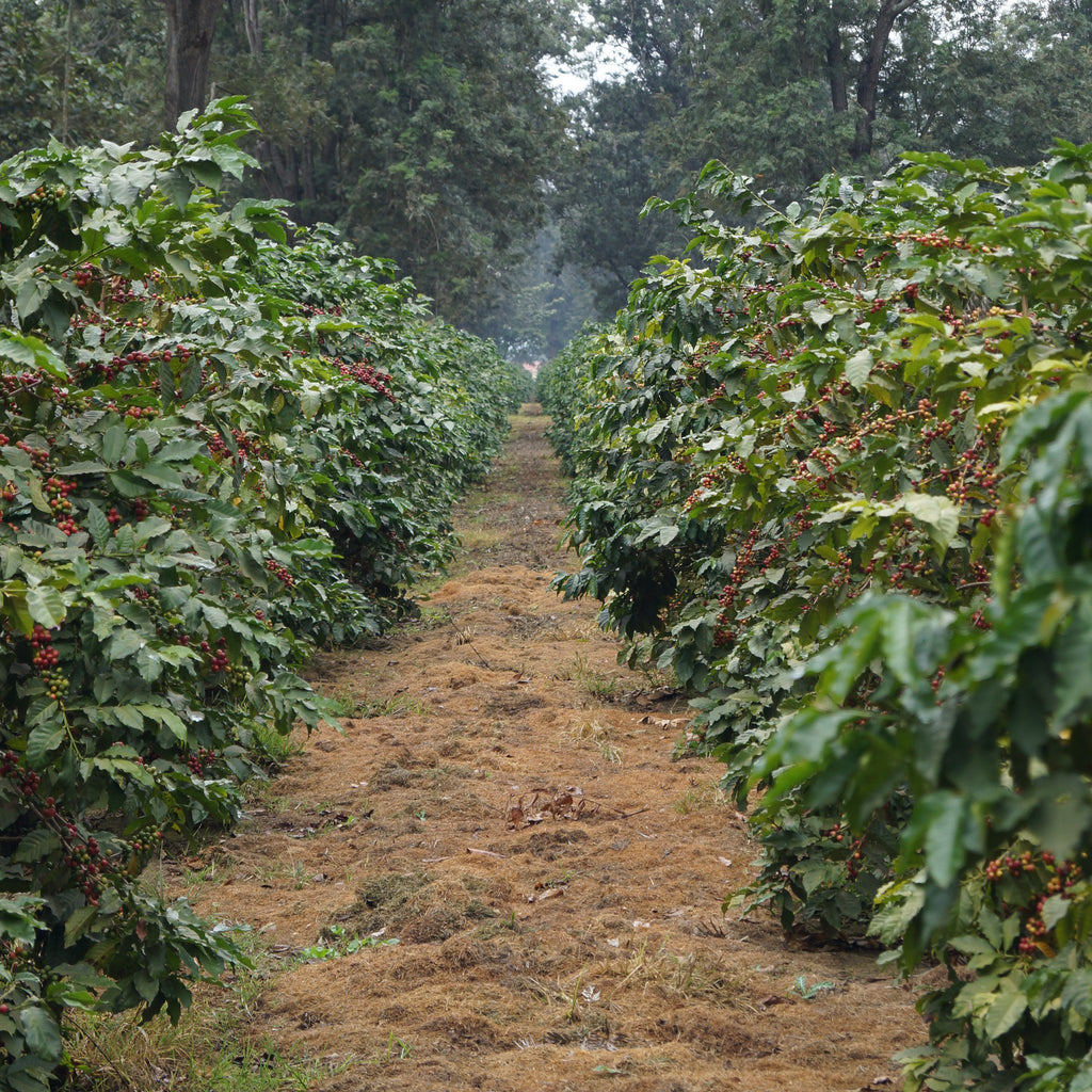 The Burka Estate in Arusha, Tanzania | Hasbean.co.uk