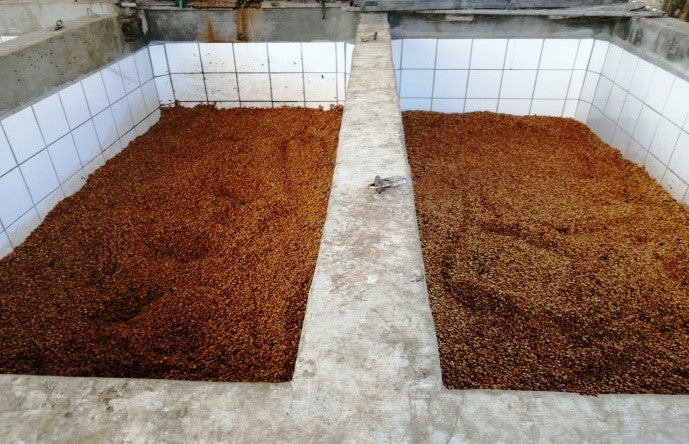 Coffee cherries dry fermenting at La Alondra, Francisco Morazán, Honduras | Hasbean.co.uk