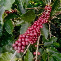 Ethiosar variety coffee growing at Finca Limoncillo in Matagalpa, Nicaragua