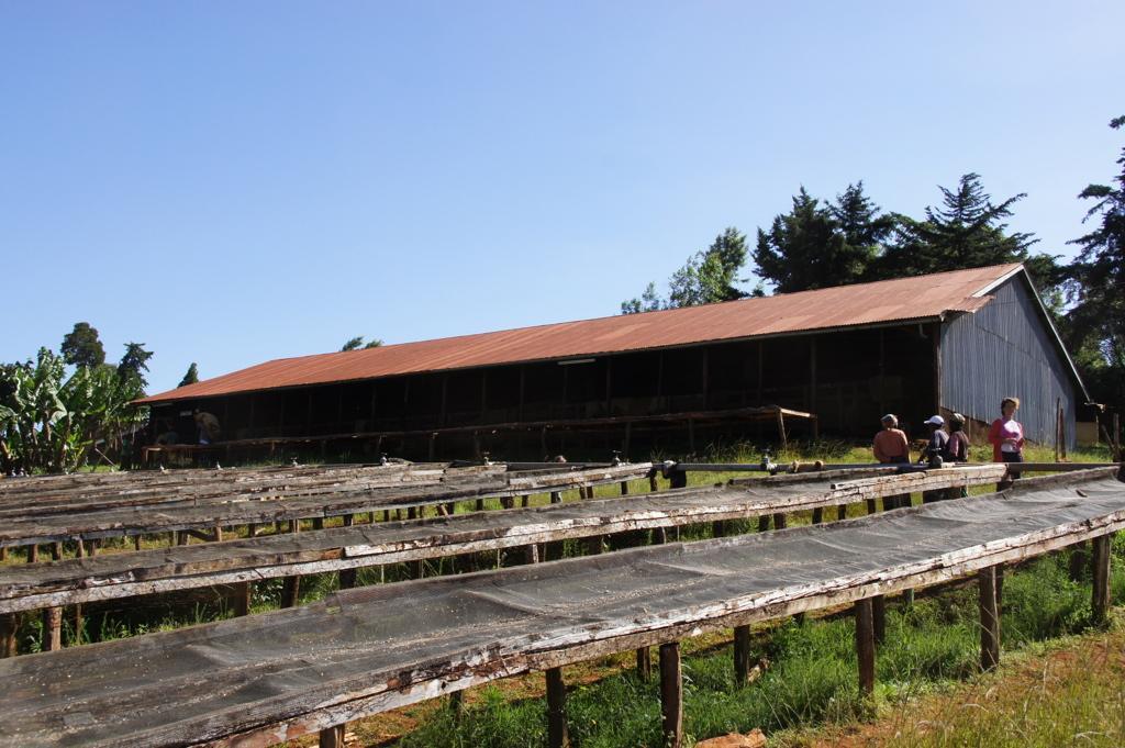 A view over the raised African beds looking up towards the Karogoto mill in Nyeri, Kenya