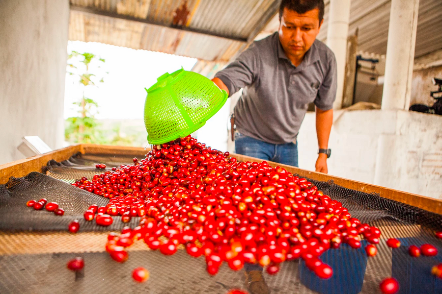 Colombia: El Vergel, Koji Supernatural 125g