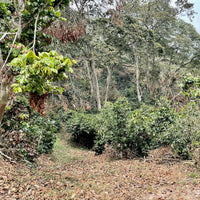 Coffee growing at La Alondra in Lepaterique, Honduras