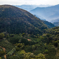 A view over Finca La Linda in Caranavi, Bolivia.