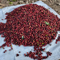 Freshly harvested Java variety coffee cherries from La Linda in Caranavi, Bolivia.