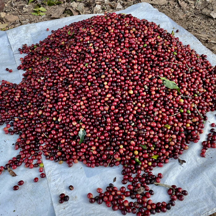 Freshly harvested Java variety coffee cherries from La Linda in Caranavi, Bolivia.