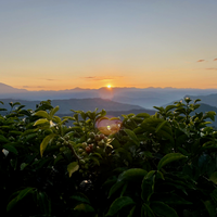 A view from La Linda over coffee growing on a tree