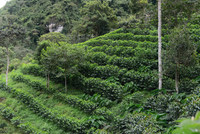 Peru: La Palestina, SL9 'Inca Gesha' (Organic)