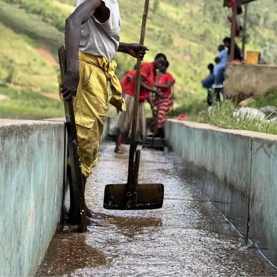 A worker at the CAFEX wet mill processing coffee cherries in a channel 