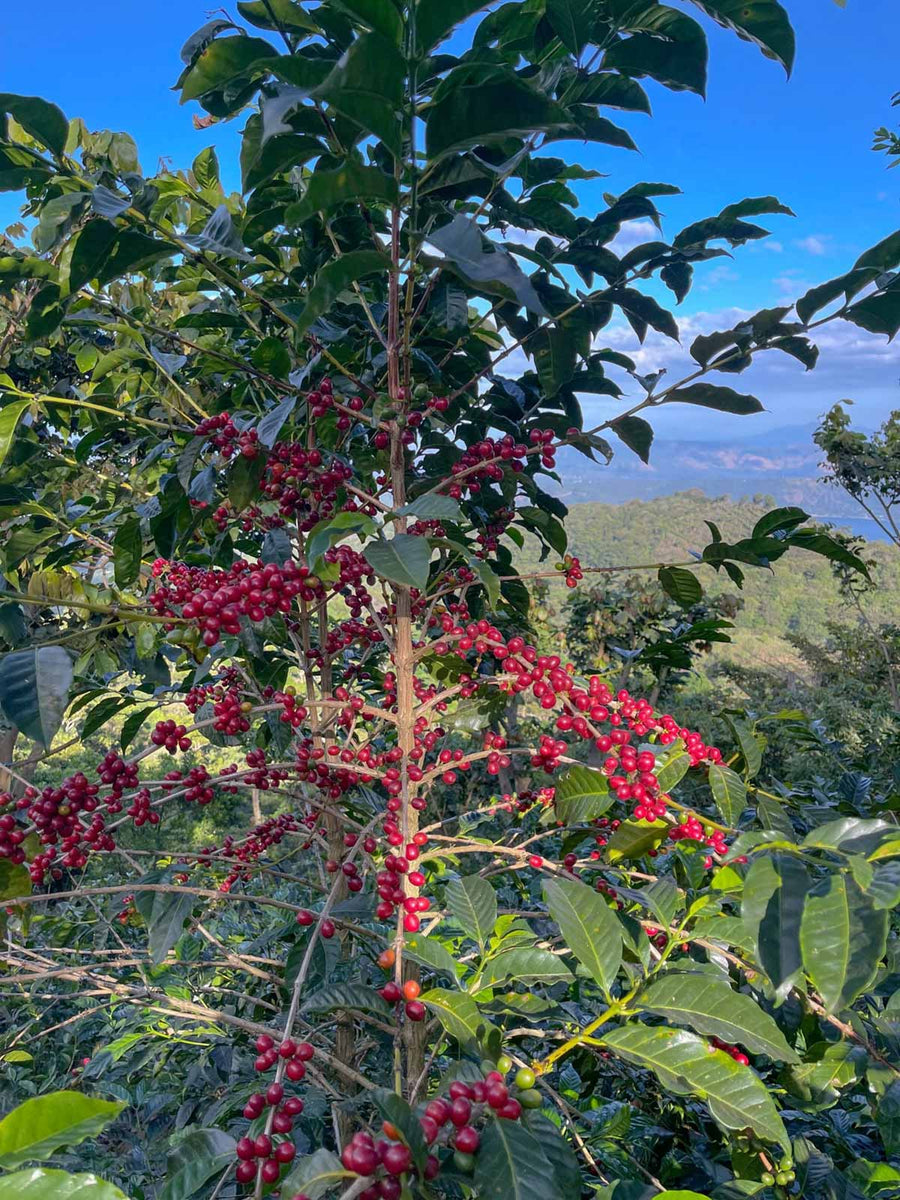 El Salvador: El Angel, Carbonic Macerated Natural, Pacamara [125g]