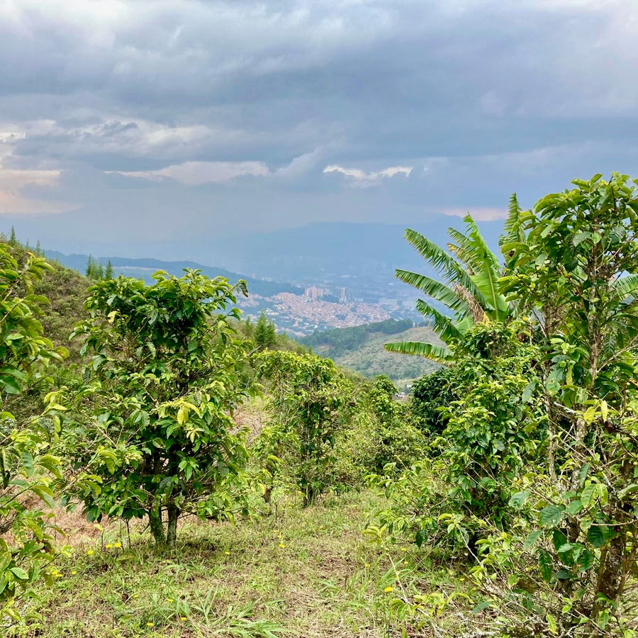 Red Bourbon coffee growing at El Tractor in Antioquia, Colombia with the city of Medellín in the background