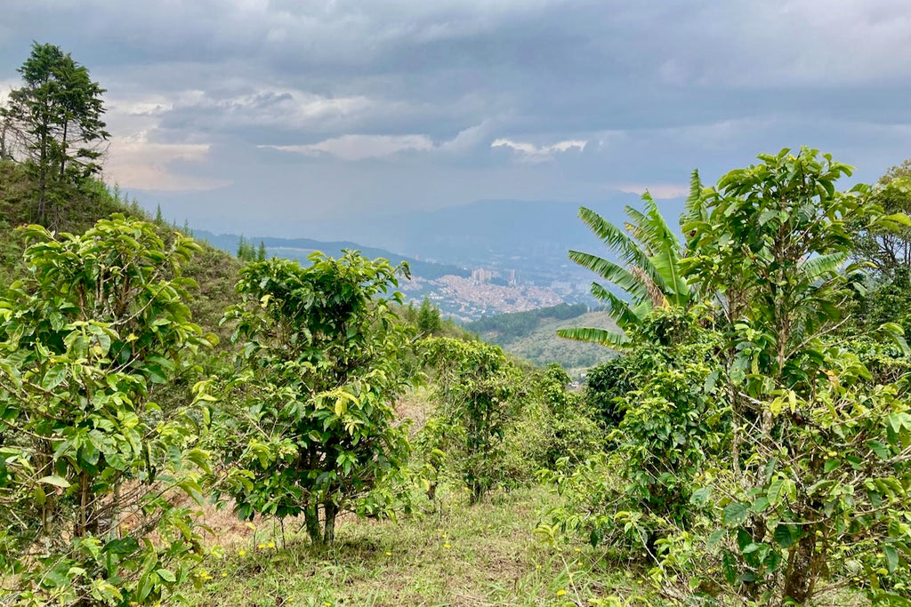 Red Bourbon coffee growing at El Tractor in Antioquia, Colombia with the city of Medellín in the background