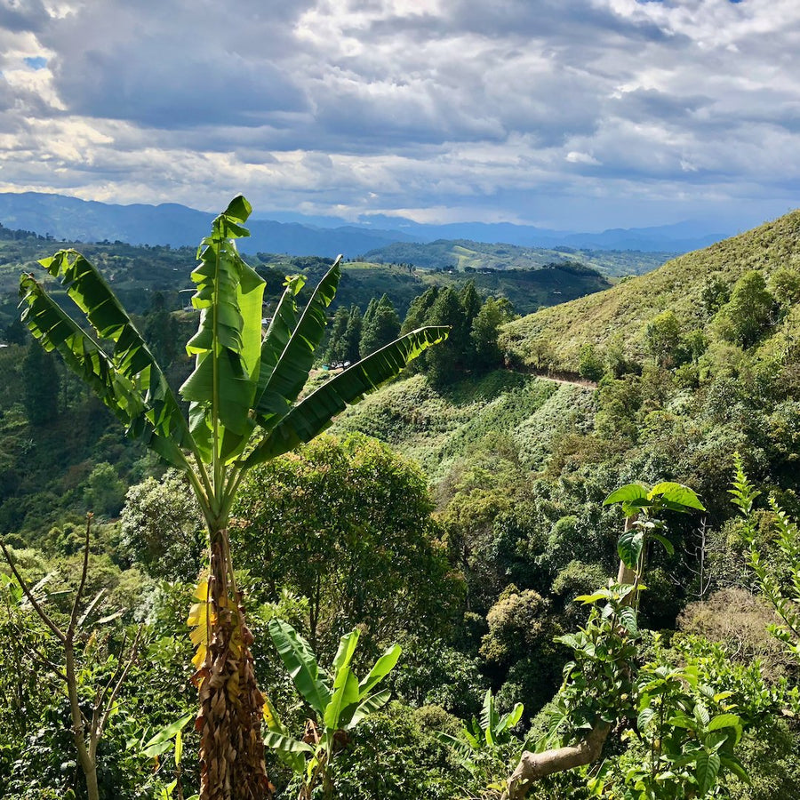 Coffee growing in Colombia