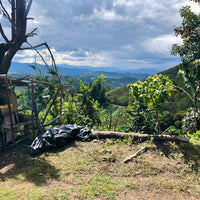 Coffee growing in Colombia