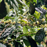 Coffee beginning to blossom in Colombia