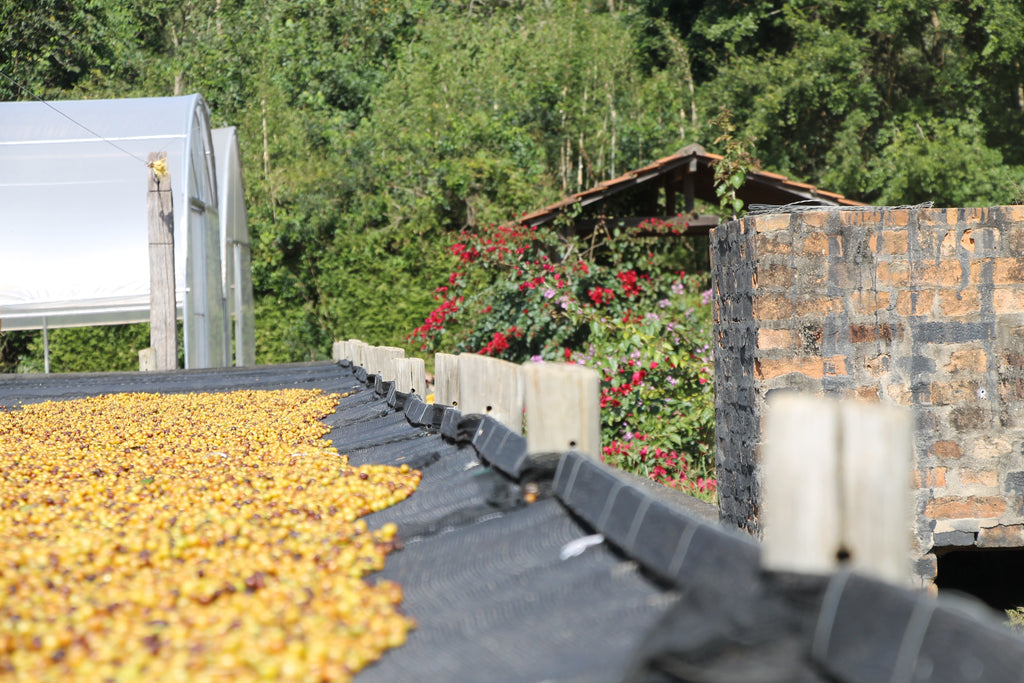 Yellow Bourbon coffee cherries drying on raised African beds at Fazenda Cachoeira da Grama in São Sebastião da Grama, Brazil