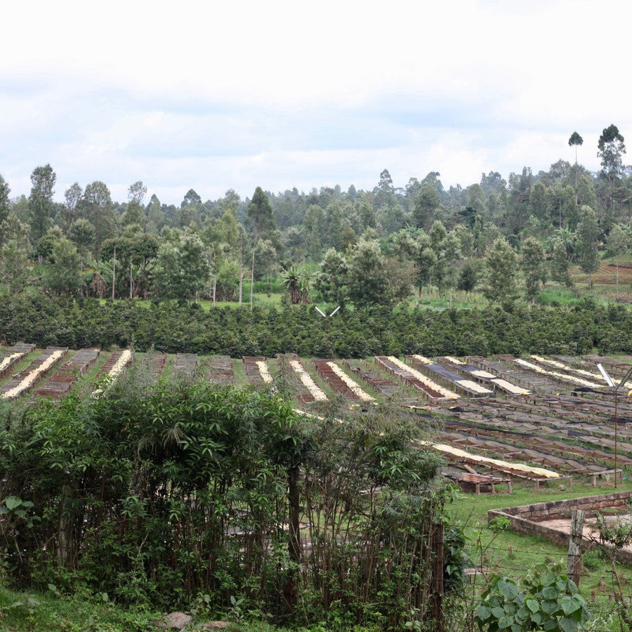 Views of the raised african drying beds at the Othaya Chinga mill in Kenya 