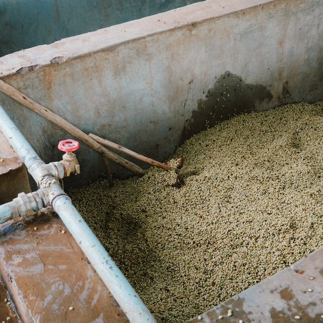 Festive Single Origin