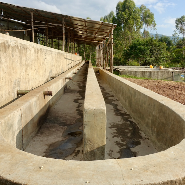 Festive Single Origin