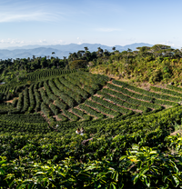 Wilfredo Calisaya's farm in Taypiplaya, Bolivia