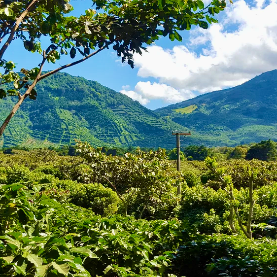 El Salvador: El Borbollon