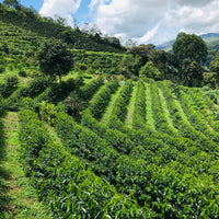 Peru: La Palestina, SL9 'Inca Gesha' (Organic)
