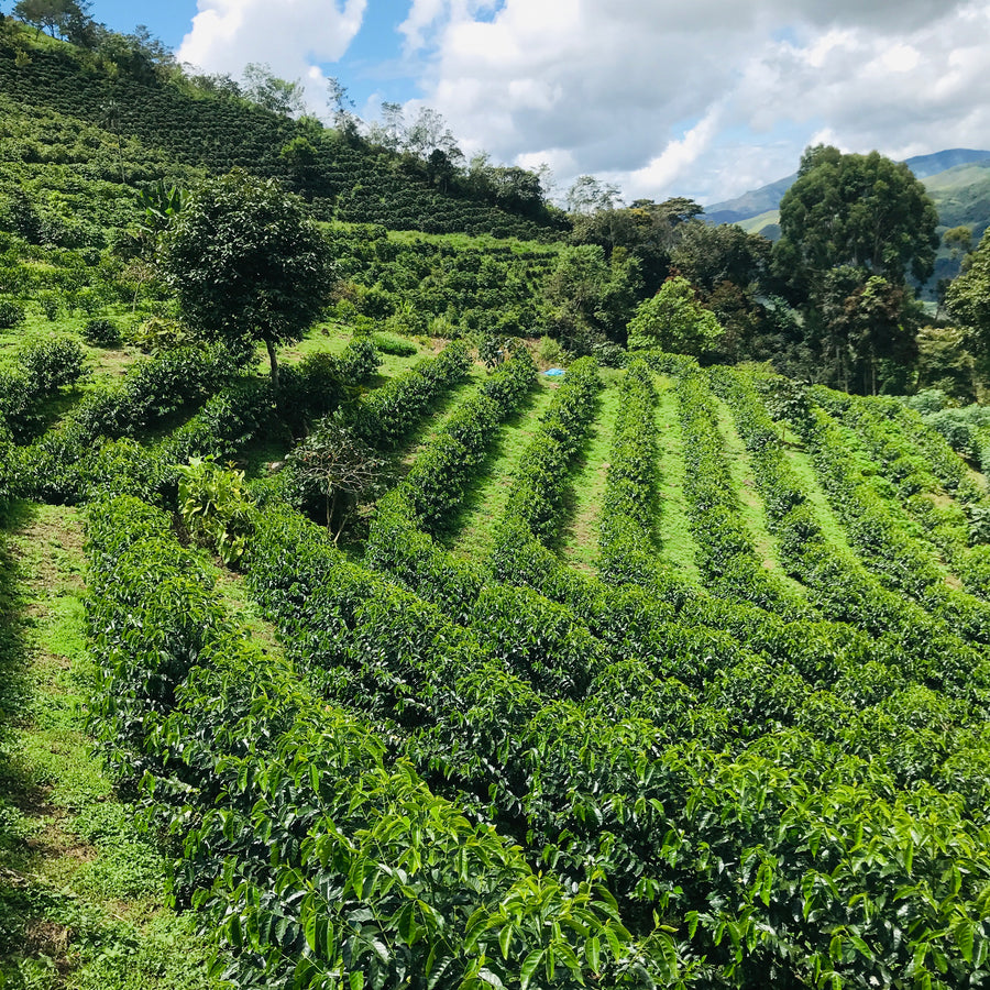 Peru: La Palestina, SL9 'Inca Gesha' (Organic)