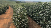 Coffee plants in flower at Fazenda Cruz Alta in Minas Gerais, Brazil