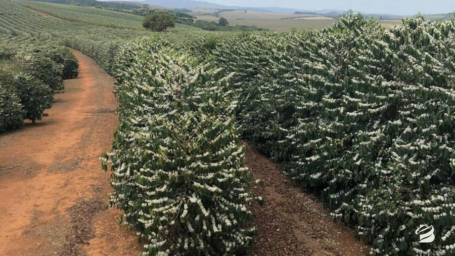 Coffee plants in flower at Fazenda Cruz Alta in Minas Gerais, Brazil