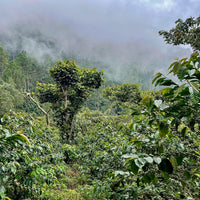 Coffee growing at Finca La Siberia in El Salvador