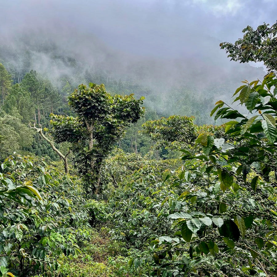 Coffee growing at Finca La Siberia in El Salvador