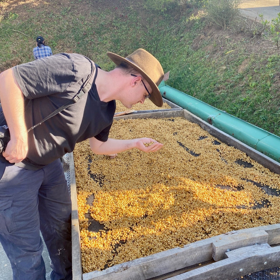Hasbean Green Buyer Roland Glew inspecting coffee as it drys on raised beds outside Micro-Beneficio Granitos de Altura del Ortiz in San Jose, Costa Rica