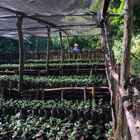 Coffee seedling nursery at Finca Nejapa in Ahuachapan , El Salvador | Hasbean.co.uk