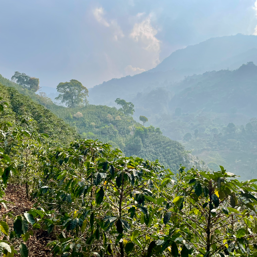 Coffee growing at La Orquidea in Santa Bárbara, Honduras