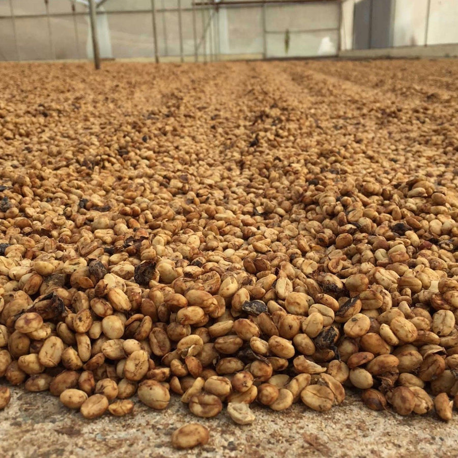 Honey processed coffee at the Aguilera Brother's micro mill in Alajuela, Costa Rica